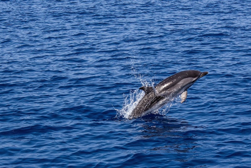 Dolphins