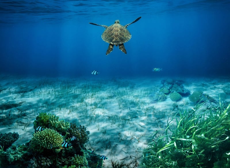 Sea Turtles