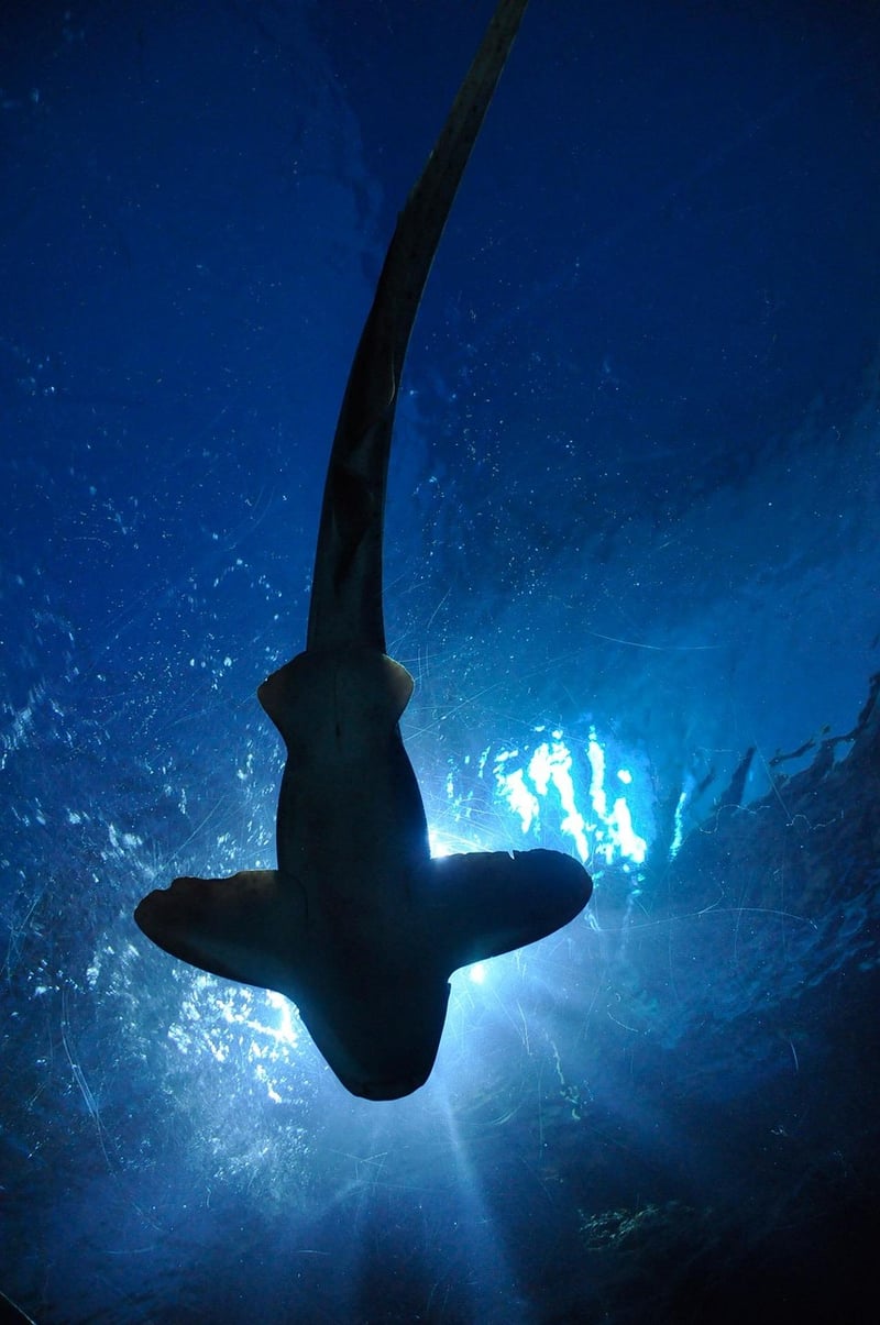 Sharks