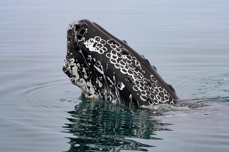 Whales